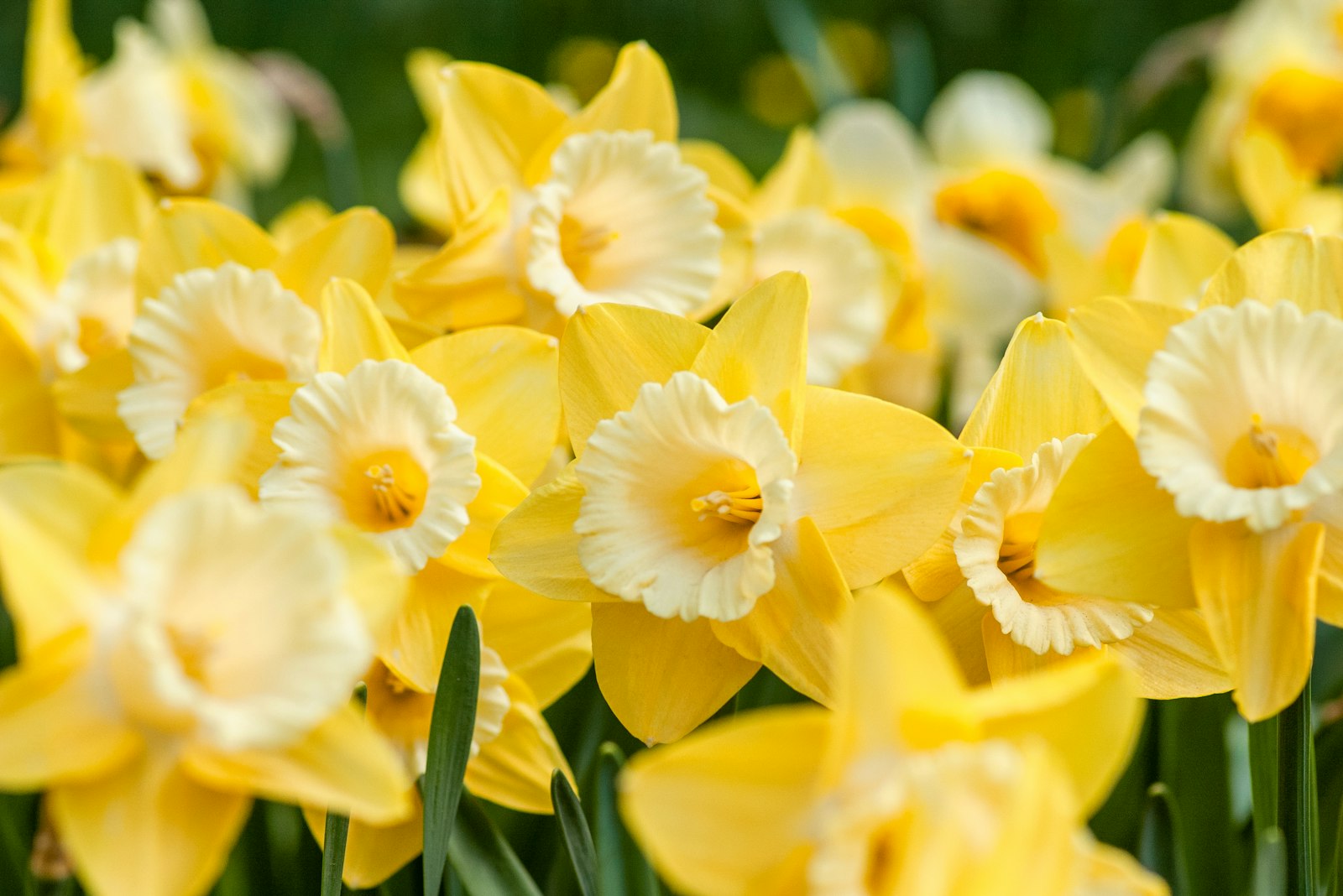 A single yellow daffodil in soft natural light — the symbol of Pour la Joie.