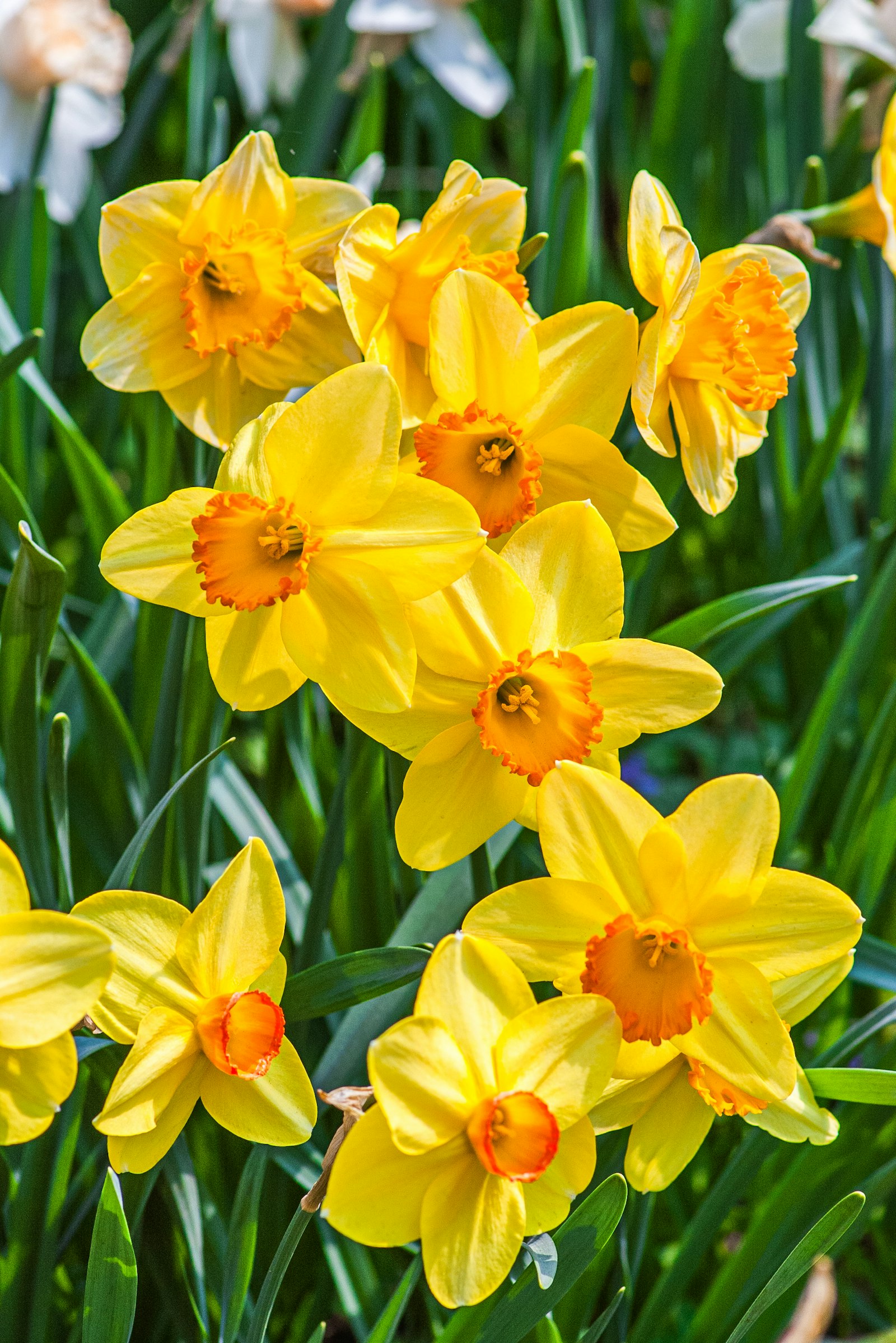 Un champ de jonquilles jaunes — la fleur de printemps au cœur de l'identité de Pour La Joie.